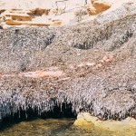 Animalism_Naturalism_by_Synchrodogs_2_1000