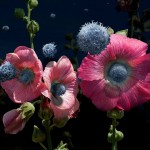 acqua aurea