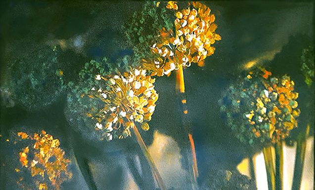 La bellezza delicata e selvaggia del fiore di luglio