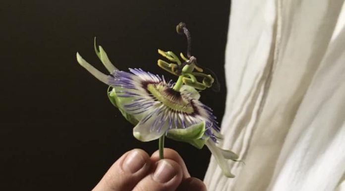 La Bellezza è “Nella mente di chi guarda” "Nella mente di chi guarda", mostra al Festival di Filosofia, fonte Instagram