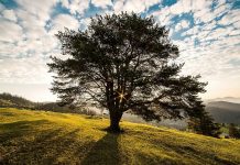 L’importanza delle buone maniere al cospetto di un albero
