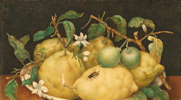 Giovanna Garzoni, dipingere con la delicatezza di una farfalla