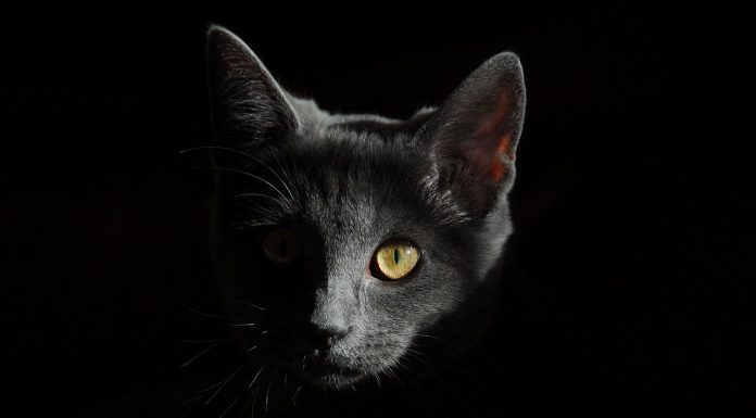 Gatti e pensieri, la filosofia a portata di zampa