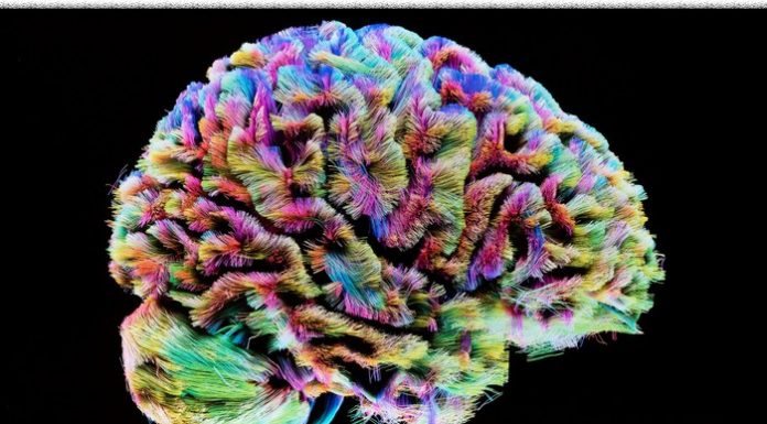 MyBrain, quando il cervello s’illumina d’immenso MyBrain di Carla Vittoria Maira: dalla fusione di esperienze di vita con uno studio approfondito sull’essere umano da un punto di vista neuroscientifico