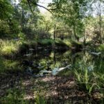 Olfactus Loci e Giardino del vento un viaggio sensoriale tra identità e paesaggio (1)