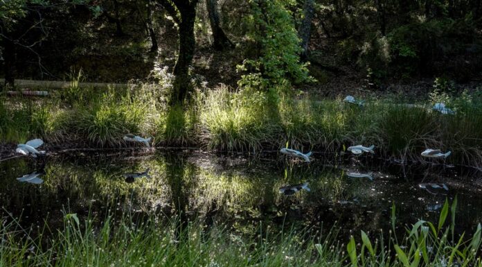 Olfactus Loci e Giardino del vento: un viaggio sensoriale tra identità e paesaggio