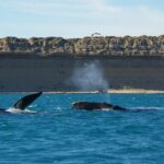 Penisola Valdes_balene